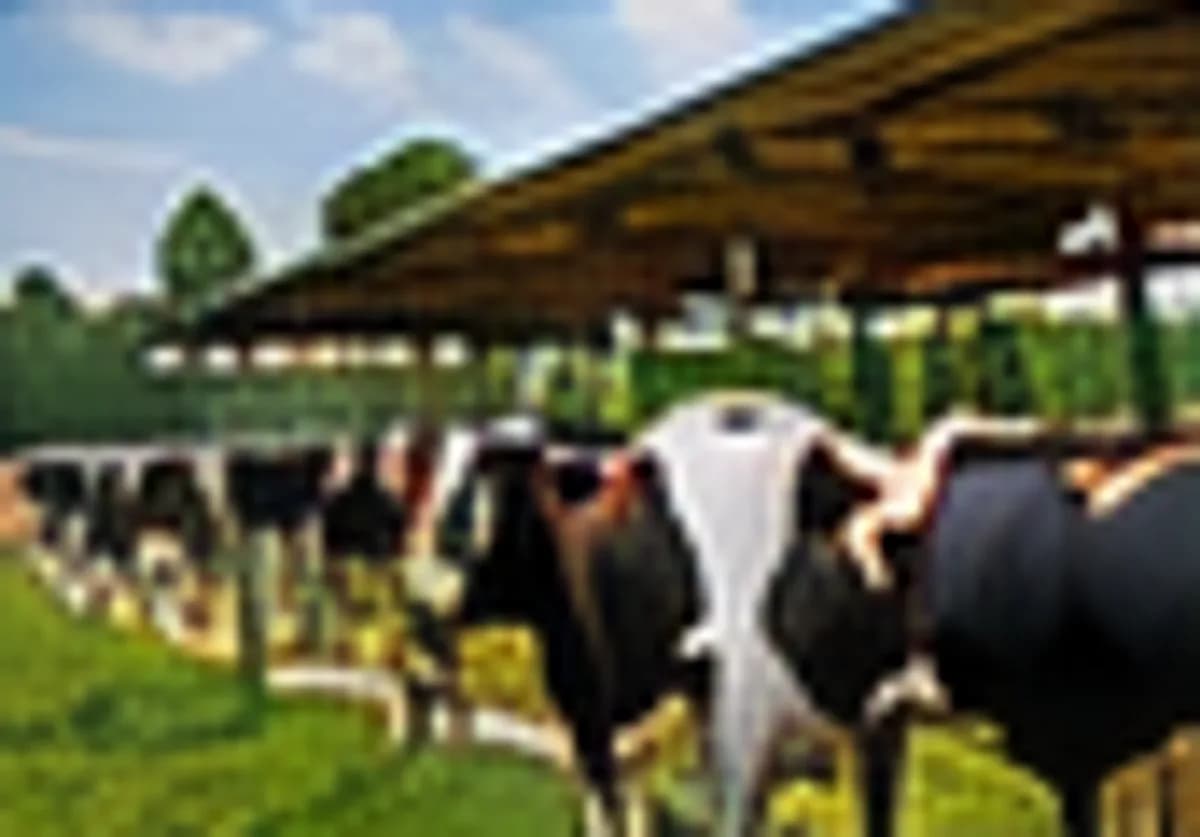 Cattle shed