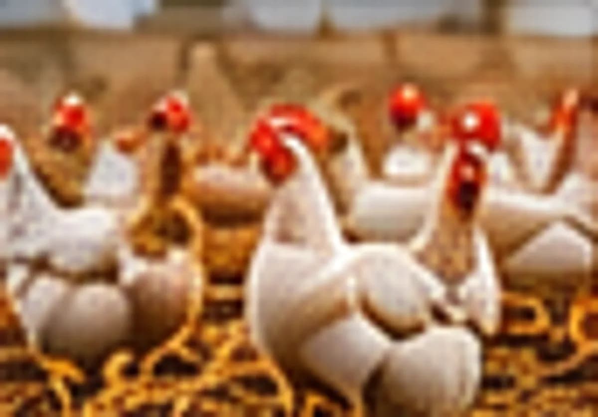 Poultry unit