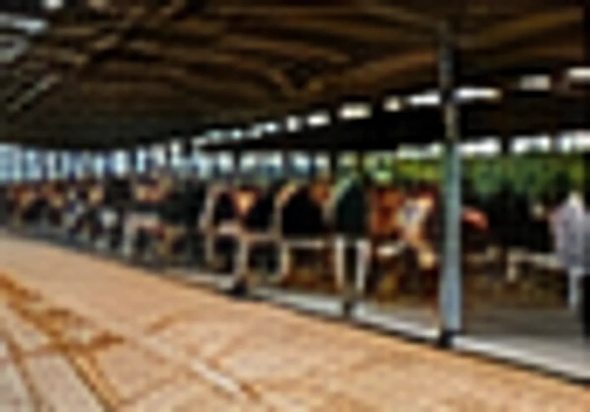 Dairy cattle