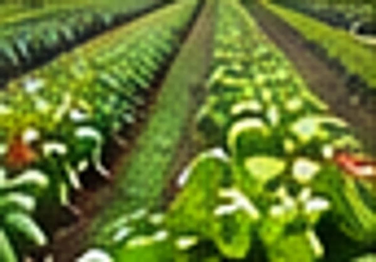 Vegetable rows