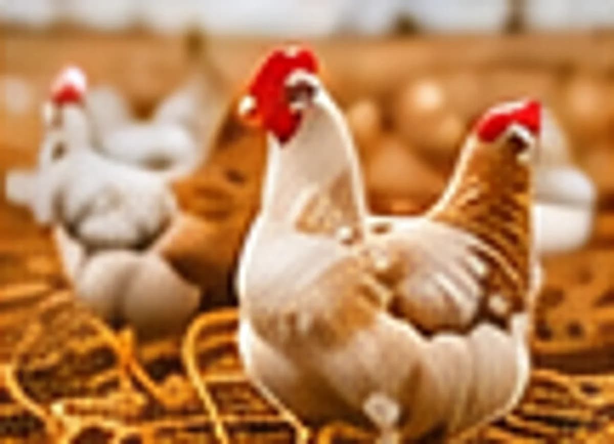 Poultry Farming