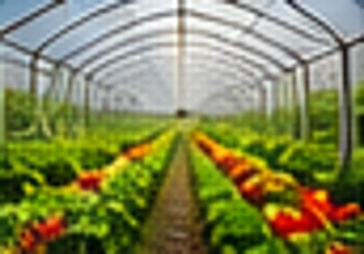Organic Vegetable Production