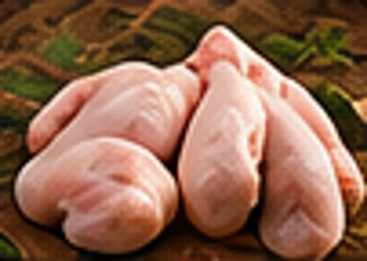 Broiler Chicken